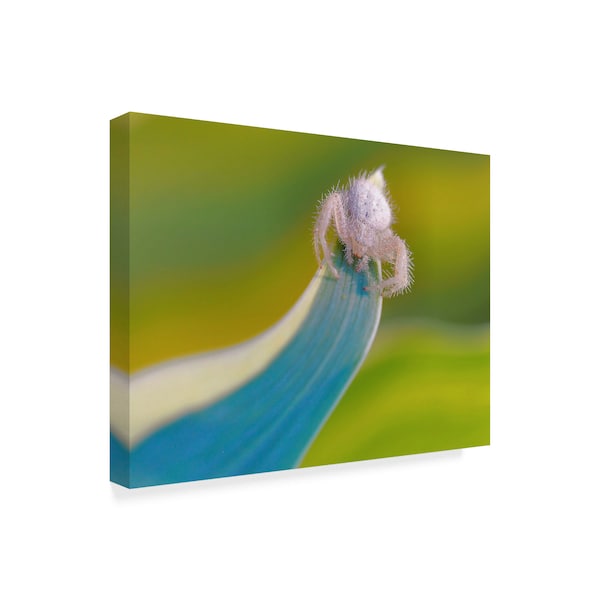 Thierry Dufour 'The Crab Spider' Canvas Art,18x24